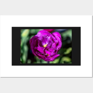 Double Purple Tulip Posters and Art